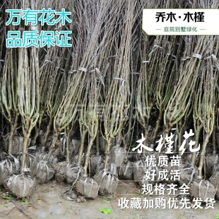 重瓣粉红色木槿花苗丛生木槿花球耐热抗寒庭院户外花灌木花篱笆苗