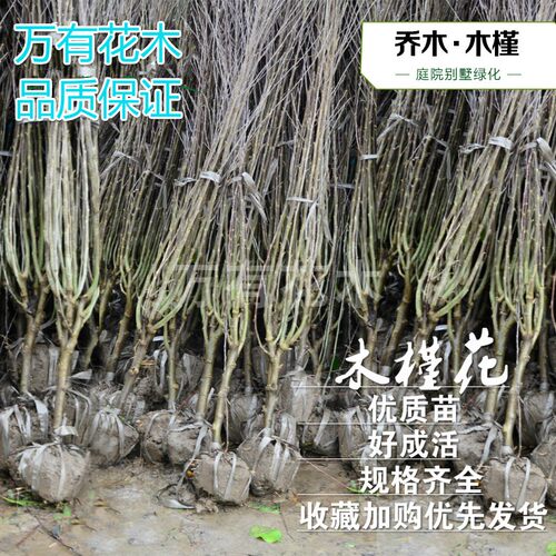 庭院庭院木槿花万有花木