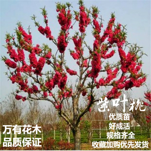 观赏桃花红叶碧桃树苗紫叶碧桃苗工程绿化苗紫叶桃风景树苗庭院
