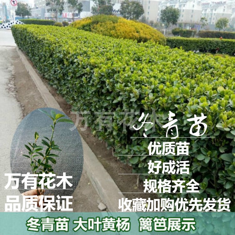 冬青苗树苗法国冬青冬青树苗篱笆苗金边冬青苗树四季常青篱笆包邮