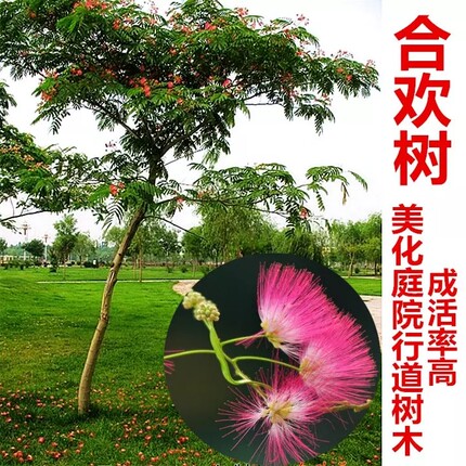合欢 庭院花卉植物芙蓉树 绒花合欢苗合欢小苗遮阴树木正品保证