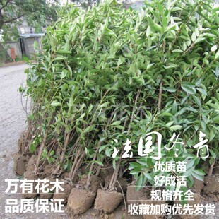 法国冬青庭院绿篱树苗珊瑚冬青苗围墙树绿化珊瑚篱笆树四季常青