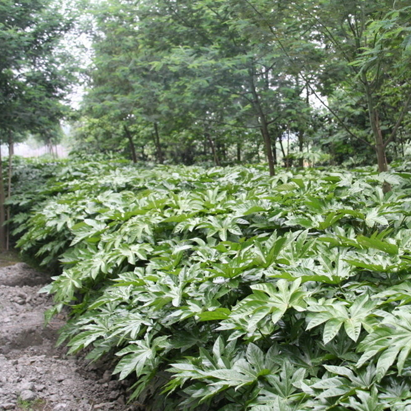 八角金盘树苗常绿耐阴树八爪金盘工程绿化苗圃直供现挖现发保鲜苗
