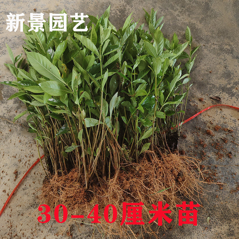 夏天开花四季常青大花栀子