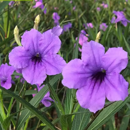 高杆紫花翠芦莉粉色蓝花草