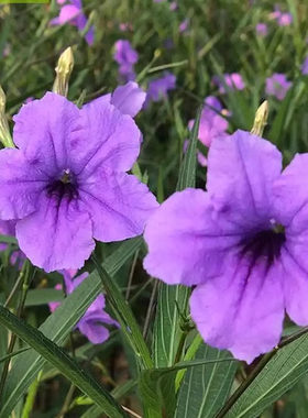 高杆紫花翠芦莉粉色蓝花草