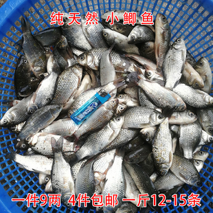 正宗纯天然鲫鱼 新鲜鲫鱼 鲜活新鲜现杀 鲫鱼 杂鱼小 翘嘴 4件包