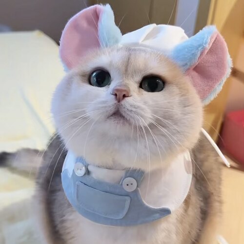 Mollywood猫来屋 [料理鼠咪] 可爱cos宠物口水巾 宠物帽子猫咪帽