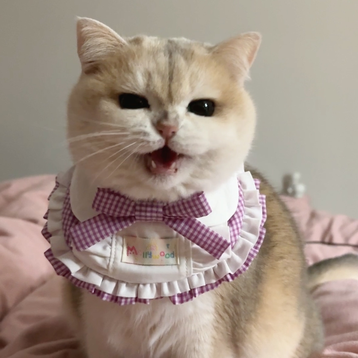 Mollywood 猫来屋 多肉葡萄宠物围脖口水巾女神节紫蝴蝶结