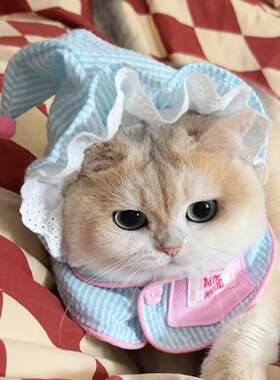 宠物围脖猫咪围脖Mollywood