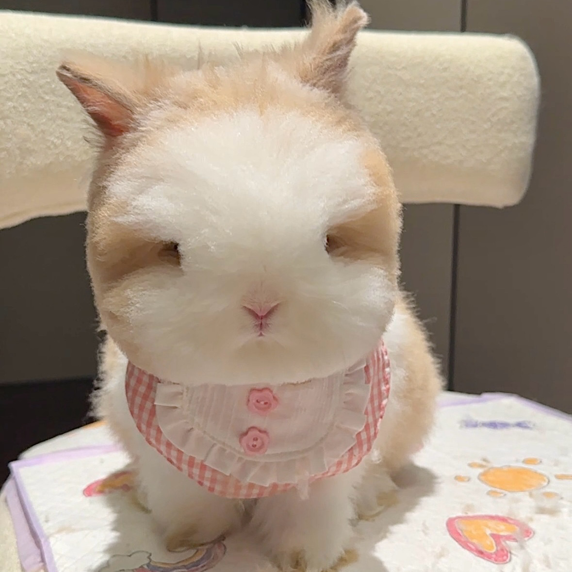 Mollywood 猫来屋 粉色格子口水巾宠物围脖生日礼物口水巾猫围兜