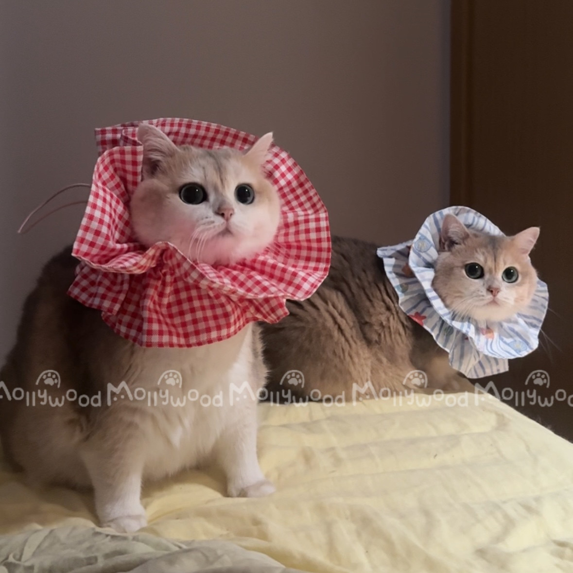 Mollywood 猫来屋 宠物双层伊丽莎白 可调节口水巾猫咪围兜 围脖,宠物/宠物食品及用品,围巾/口水巾,淘宝优惠券,粉丝福利购,淘宝优惠卷