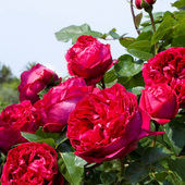 英国切花月季 开花大花浓香观花植物 苗红色茶花女阳台庭院玫瑰四季