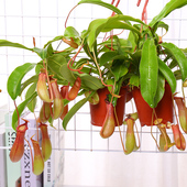 食虫植物猪笼草盆栽阳台室内驱蚊草新奇绿植花卉捕虫草食虫草吊兰