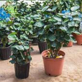 金钱兜室内大型盆栽绿植花卉办公室福禄桐室内盆景圆叶金钱树植物