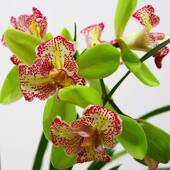 绿植花卉植物兰草名贵兰花苗 大花朵墨兰盆栽室内四季 兰花 金蝴蝶