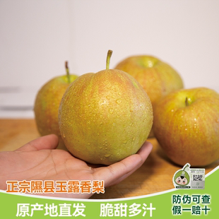 山西隰县玉露香梨水果新鲜当季整箱梨子新鲜水果小西天隰县发货