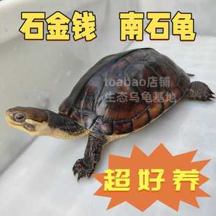 石金钱大龟活物大乌龟草龟网红观赏宠物龟纯种正宗广东10年南石龟