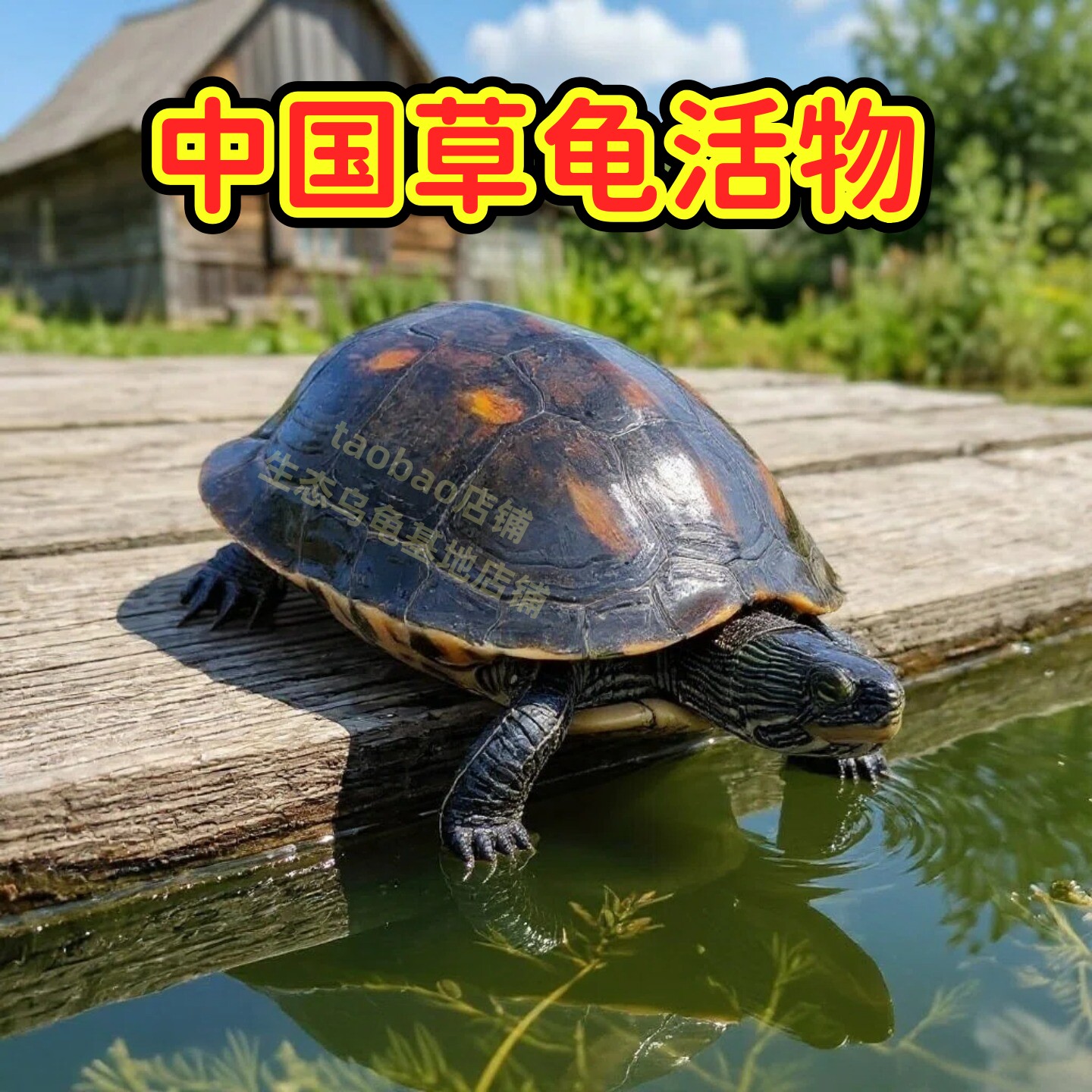 乌龟活物龟珍珠龟大只家养招财龟草龟活体花龟大龟宠物大乌龟活物