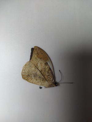 鹤顶粉蝶原蝶glaucippe Linnaeus蝴蝶标本产地云南