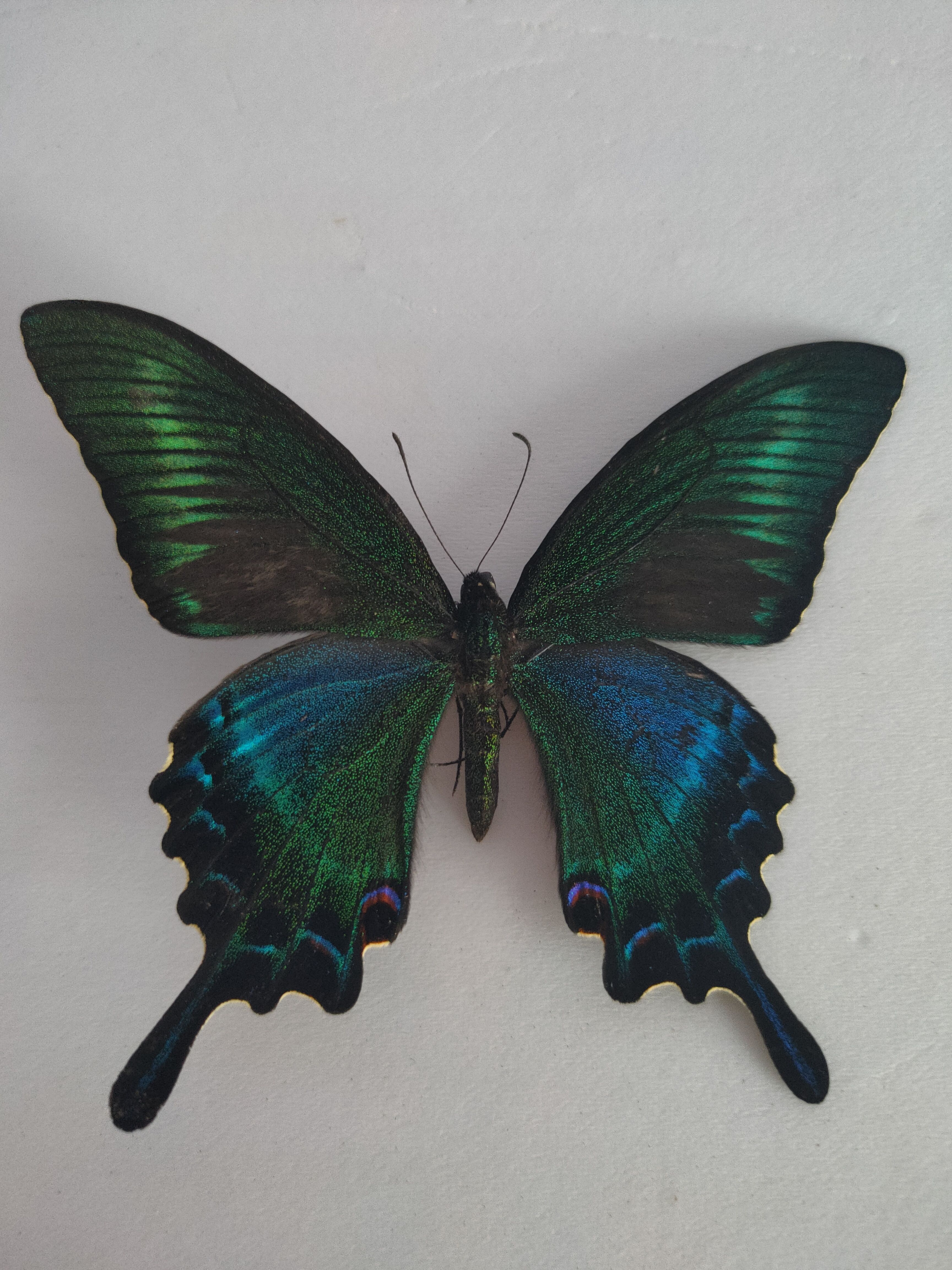 夏型绿带翠凤蝶原蝶展翅蝶a1/a-大型蝴蝶