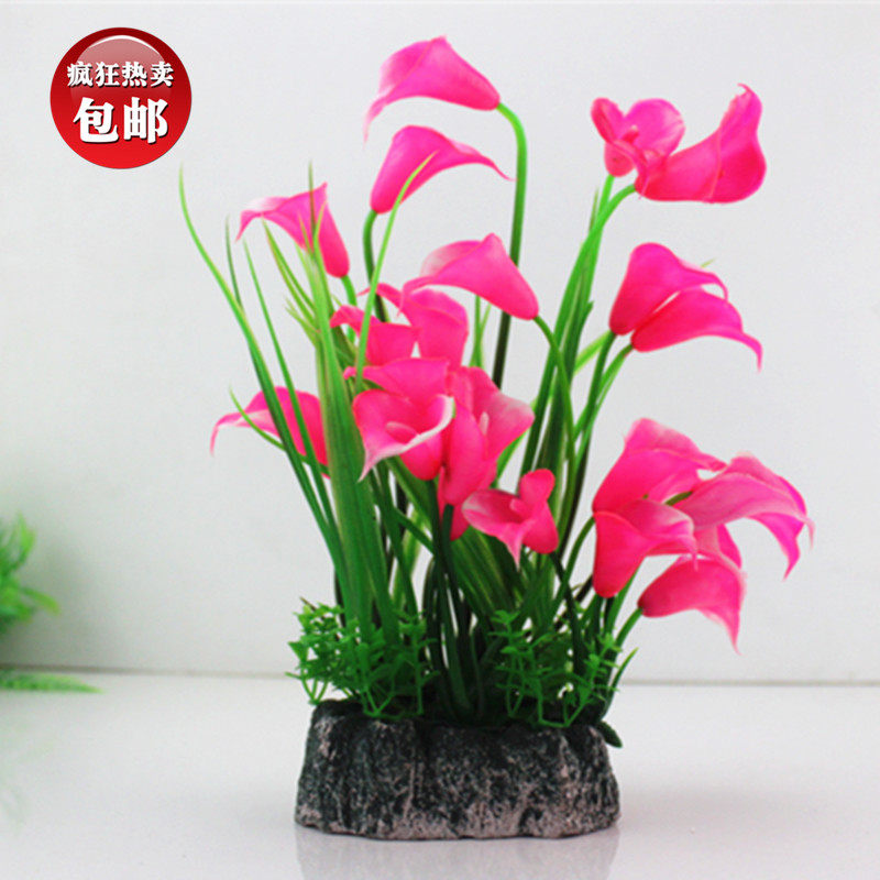 水草价格 水草图片 星期三