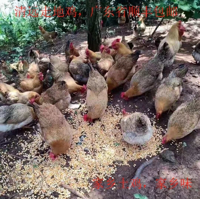 广东正宗新鲜整只生鸡顺丰包邮