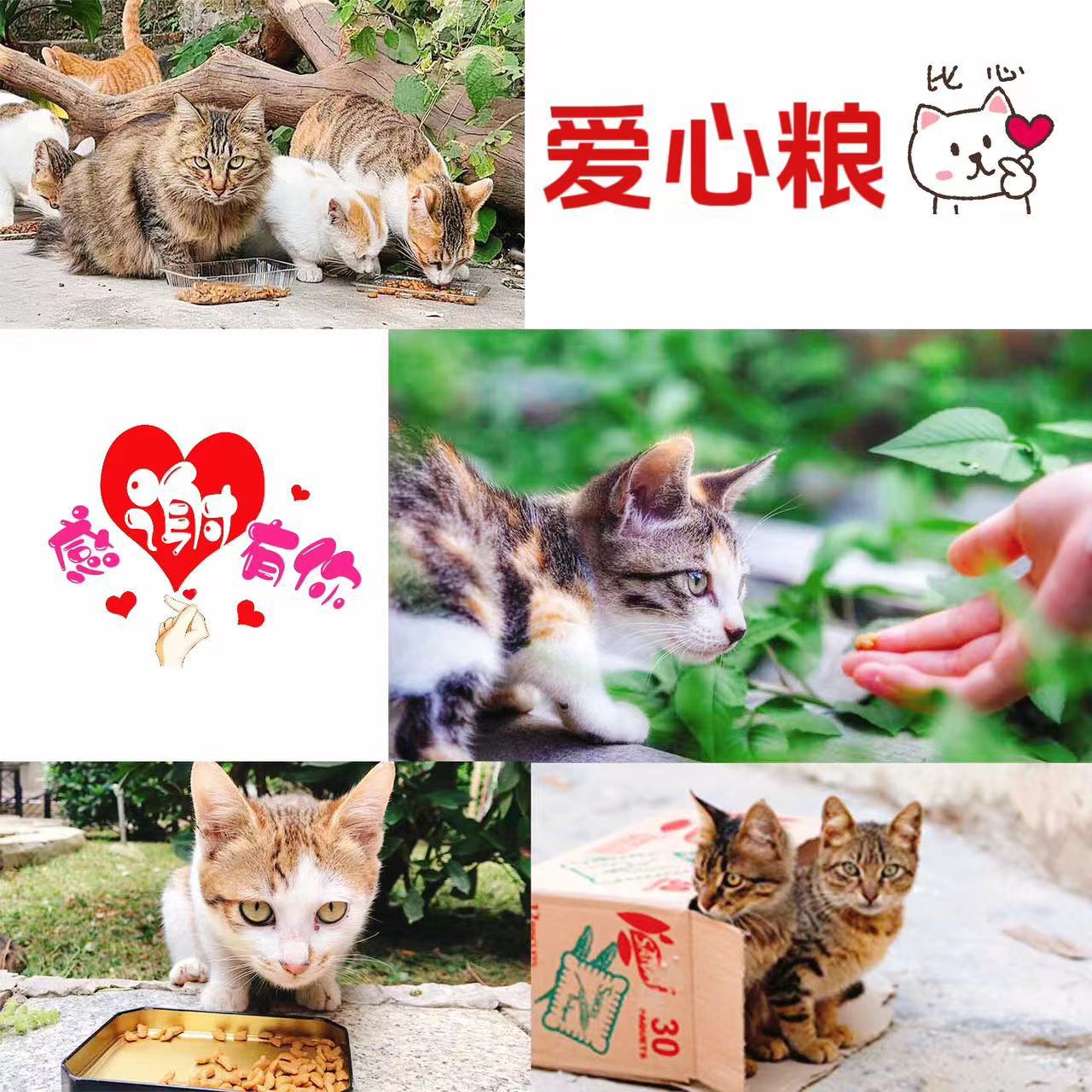 宠康爱心救助流浪猫猫粮通用主粮
