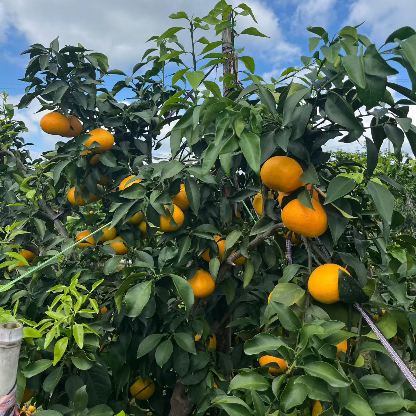 爱媛38号果冻橙