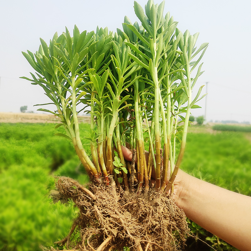 救心菜养心菜高钙菜蚊子草养心草止痒草云南白药土三七草根苗