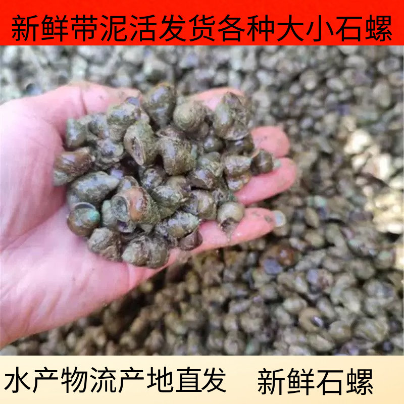 田螺鲜活养殖石螺鲜活新鲜淡水螺泥螺螺蛳粉店石螺活体打窝螺包活