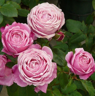 【晴天月季园纽曼姐妹以马内利修女 灌木勤花多头玫瑰蔷薇粉包子