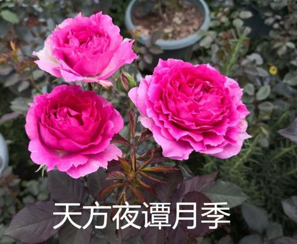 【晴天月季园】天方夜谭 切花 丰花 欧月玫瑰花苗月季花苗浓香