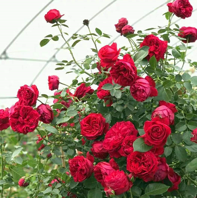 欧月粉色龙沙宝石藤本月季花苗扦插 爬藤植物绿植盆栽赛蔷薇1.5米