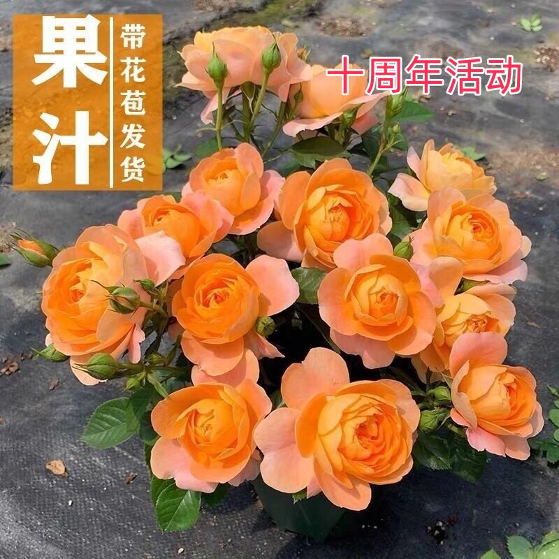 荷兰阳台月季大花微月果汁冥王星 海神王木星王金丝雀诺娃妖精