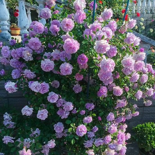 爬藤庭院月季花苗蓝色阴雨