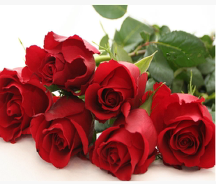 晴天月季园正品情人节红玫瑰花 卡罗拉 鲜花 切花月季 大花浓香