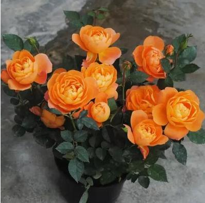 阳台大花微月四季开花果汁阳台