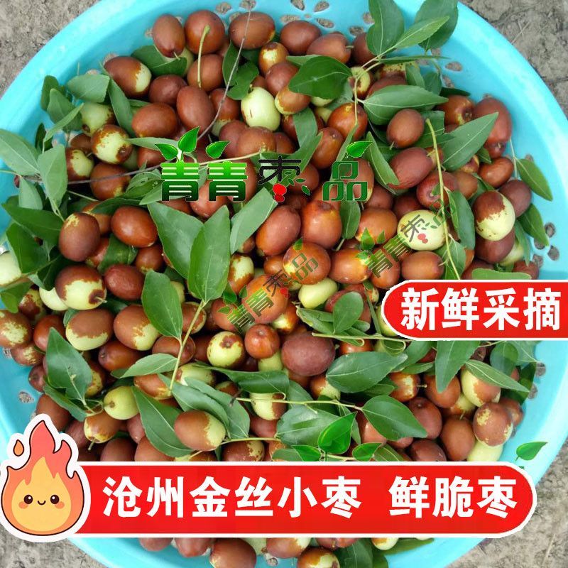 沧州金丝小枣新鲜脆枣鲜枣脆甜