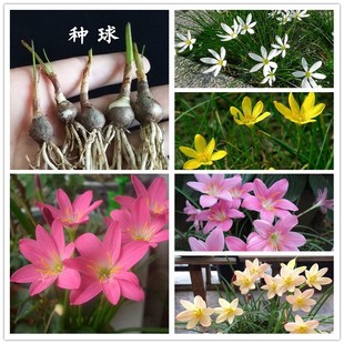 韭兰葱兰风雨兰花苗庭院花卉植物开花阳台盆栽耐热耐寒好养