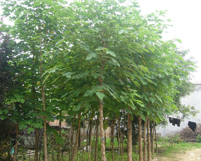 构树苗禇树苗枝行道树木构树小苗绿化造林饲养猪牛羊吃构树叶