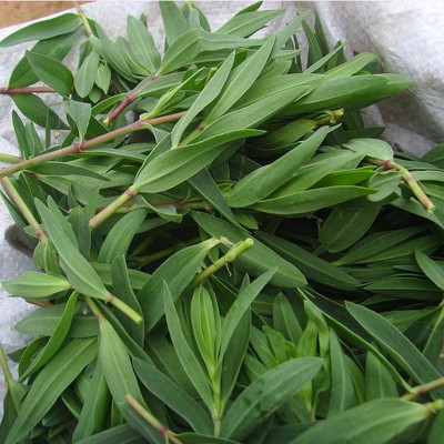 野生山苜楂现采现发野菜嫩芽