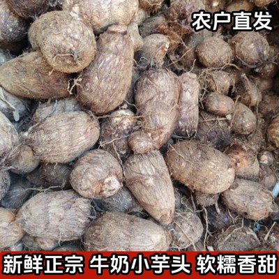 五莲山沙地奶香小芋头粉糯白净