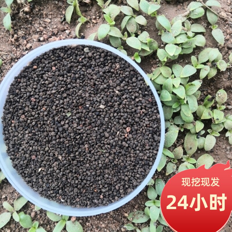 山东山菜种子山苜楂山麻楂马扎菜蚂蚱菜山珍野菜10g春秋播种阳台