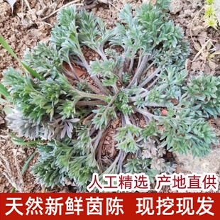新鲜茵陈2025现挖现发时令野菜绵茵陈蒿白蒿天然新鲜野菜野生蔬菜