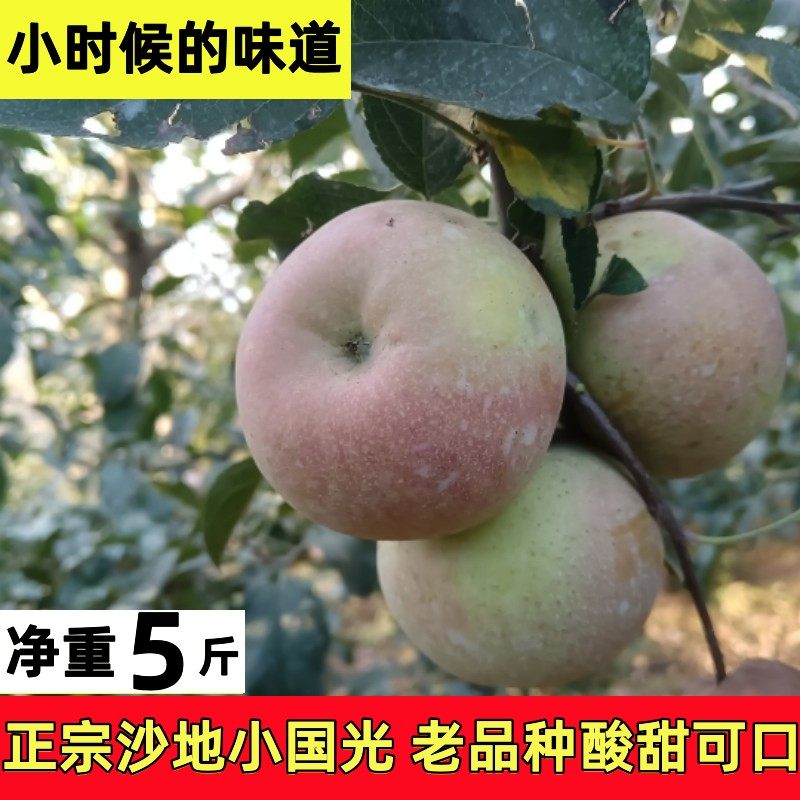 五莲山小国光苹果老树绿色水果酸甜丑苹果老人吃不打蜡不套袋笨果,水产肉类/新鲜蔬果/熟食,苹果,淘宝优惠券,粉丝福利购,淘宝优惠卷