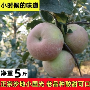 五莲山小国光苹果老树绿色水果酸甜丑苹果老人吃不打蜡不套袋笨果