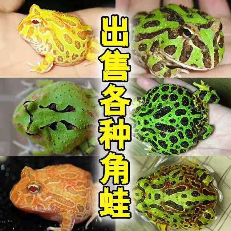 角蛙活体黄金角蛙绿角蛙草莓南瓜角蛙小丑娃宇治爬宠爬虫观赏蛙-封面