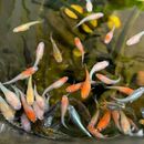 观背青鳉鱼成鱼可产卵星光长鳍随机混装 小型观赏鱼古法耐寒冷水鱼