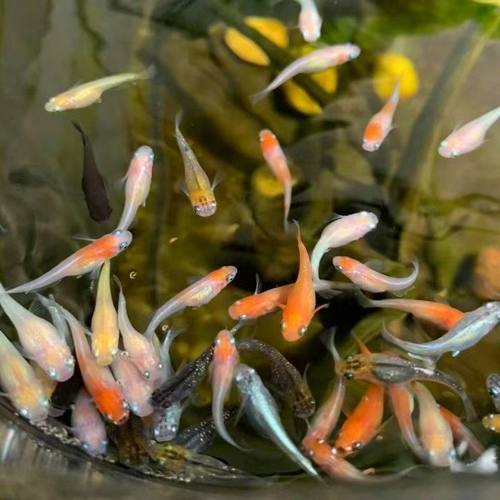 观背青鳉鱼成鱼可产卵星光长鳍随机混装小型观赏鱼古法耐寒冷水鱼